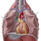 Superior vena cava