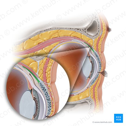 Superior tarsal muscle (Musculus tarsalis superior); Image: Paul Kim