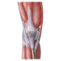 Rodilla y pierna