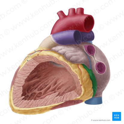 Sinus coronarius (Koronarvenensinus); Bild: Yousun Koh