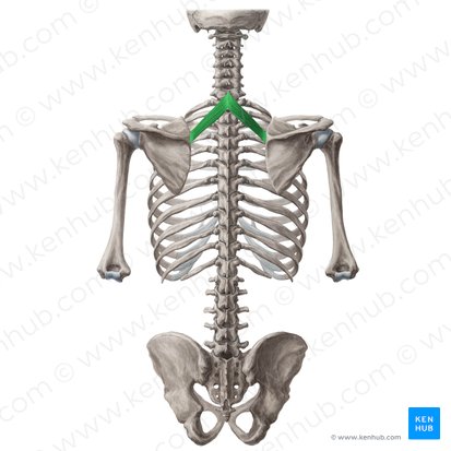 Muscle petit rhomboïde (Musculus rhomboideus minor); Image : Yousun Koh