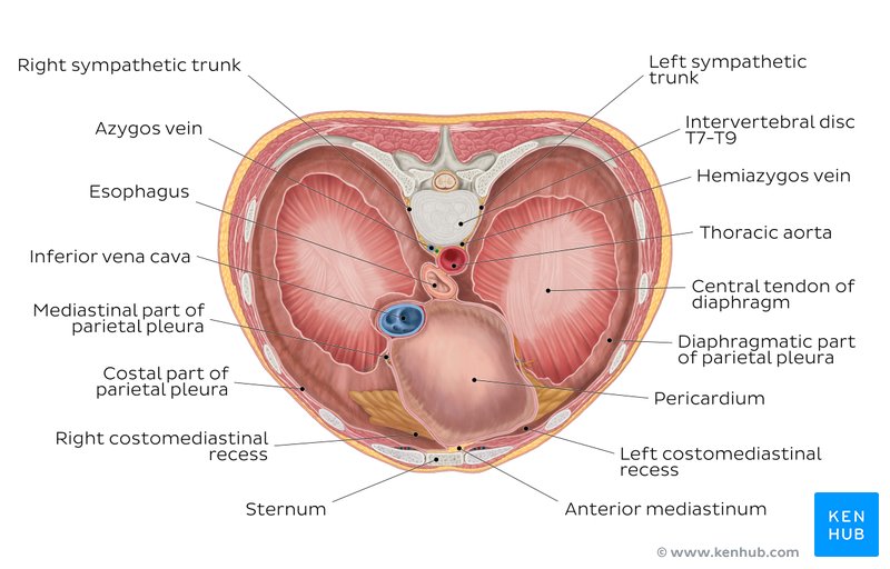 Thoracic surface of the diaphragm – an overview