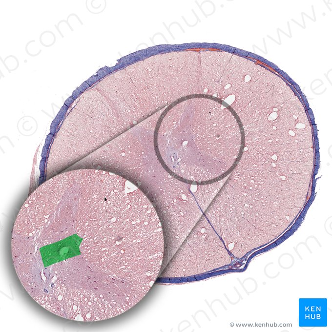 Zona intermedia de la medula spinal (Columna intermedia medullae spinalis); Imagen: 