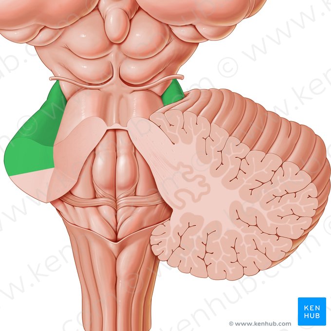 Pédoncule cérébelleux moyen (Pedunculus cerebellaris medius); Image : Paul Kim