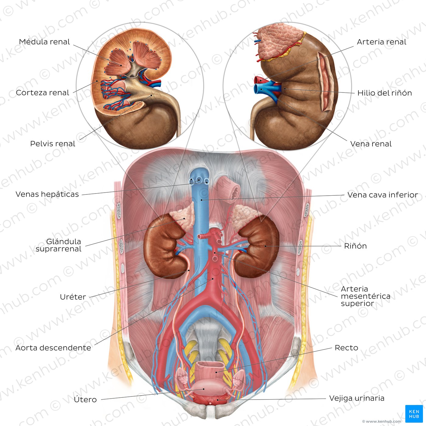 Visión general sobre todas las estructuras principales del sistema urinario