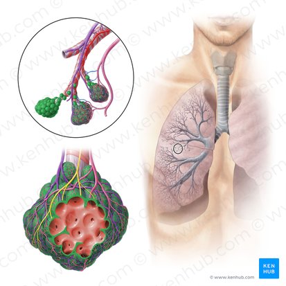 Alveolo pulmonar (Alveolus pulmonis); Imagen: Paul Kim