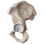 Os coxal