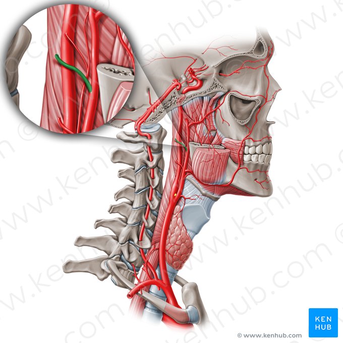 Artéria auricular posterior (Arteria auricularis posterior); Imagem: Paul Kim