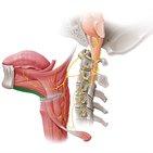 Geniohyoid muscle