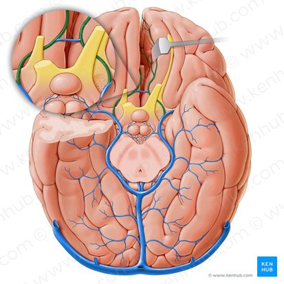 Anterior cerebral vein (Vena anterior cerebri); Image: Paul Kim