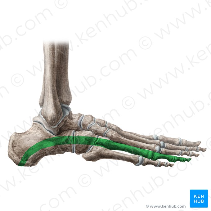 Arco longitudinal do pé (Arcus pedis longitudinalis); Imagem: Liene Znotina