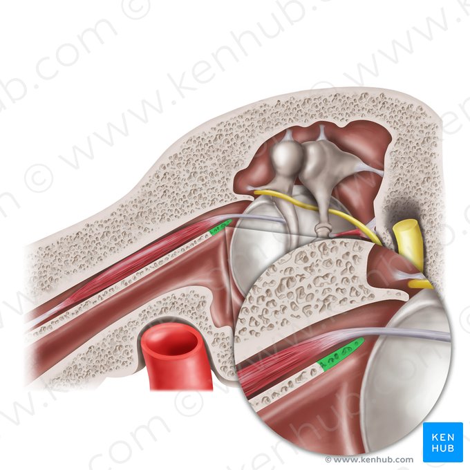 Proceso cocleariforme (Processus cochleariformis); Imagen: Mao Miyamoto