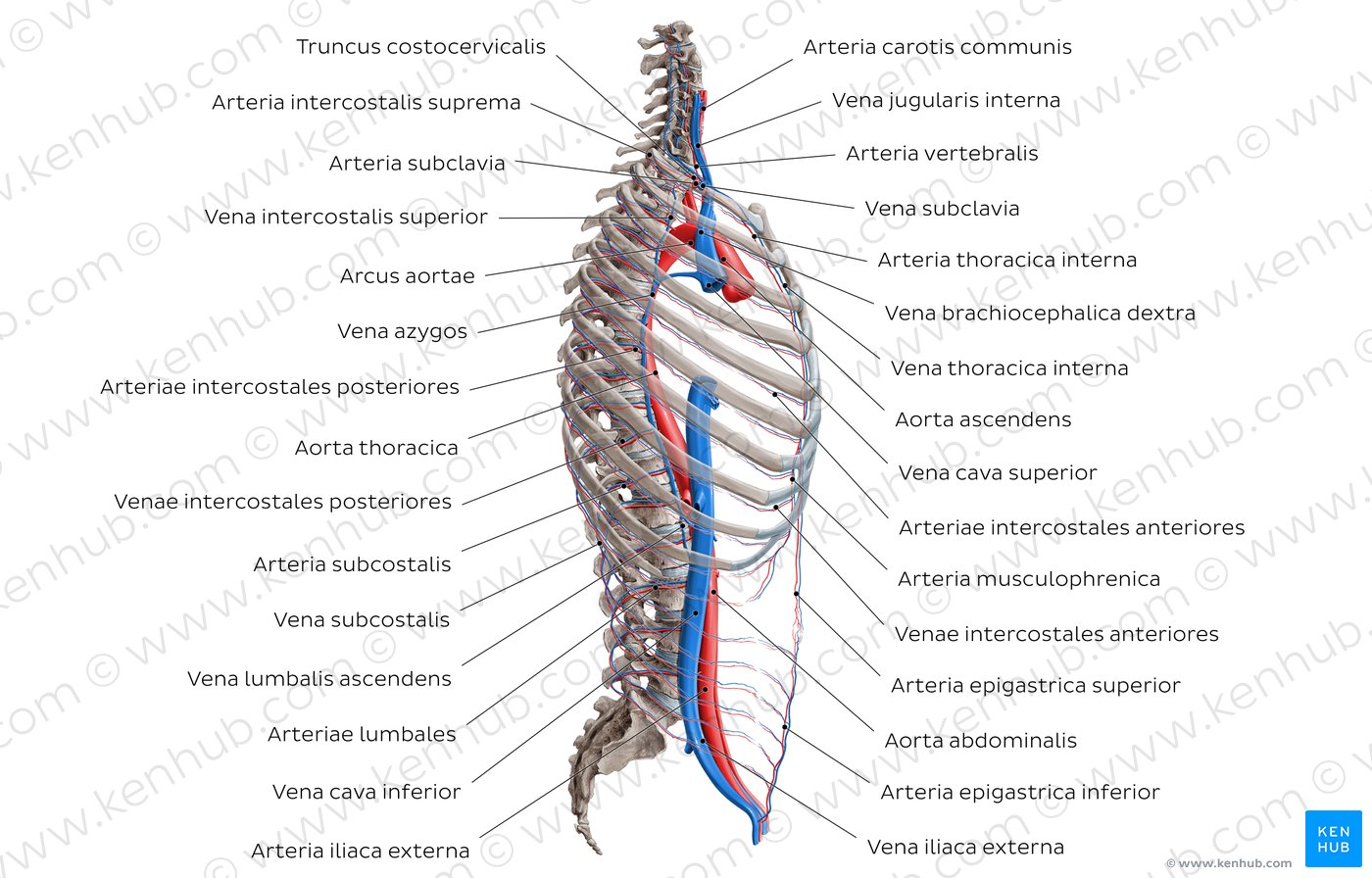 Arterien und Venen des Oberkörpers