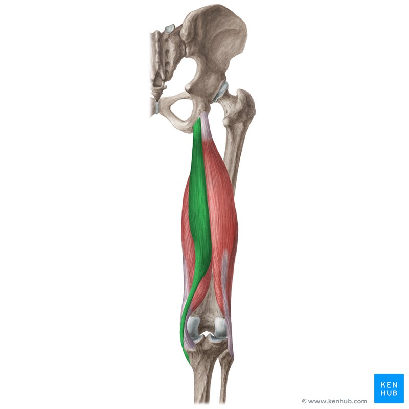 Semitendinosus muscle (musculus semitendinosus)