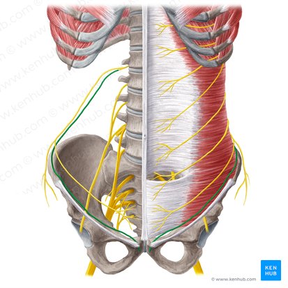 Ilioinguinal nerve (Nervus ilioinguinalis); Image: Yousun Koh