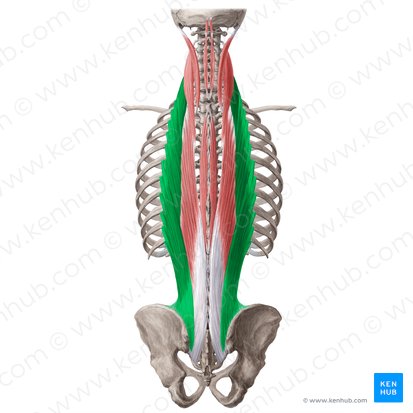 Iliocostalis muscle (Musculus iliocostalis); Image: Yousun Koh