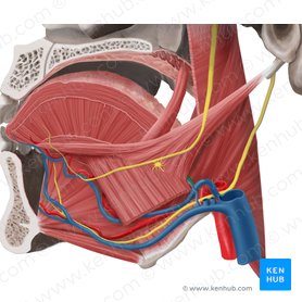 Dorsal lingual artery (Arteria dorsalis linguae); Image: Begoña Rodriguez