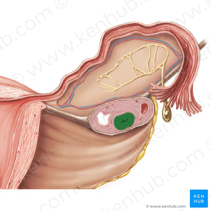 Corpus luteum; Image: Samantha Zimmerman