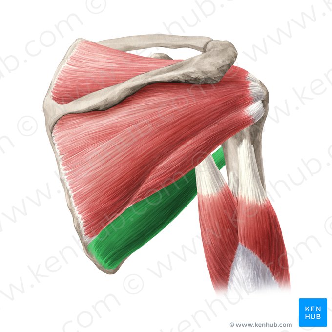 Musculus teres major (Großer Rundmuskel); Bild: Yousun Koh