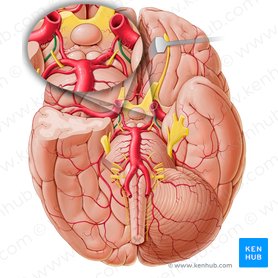 Arteria coroidea anterior (Arteria choroidea anterior); Imagen: Paul Kim