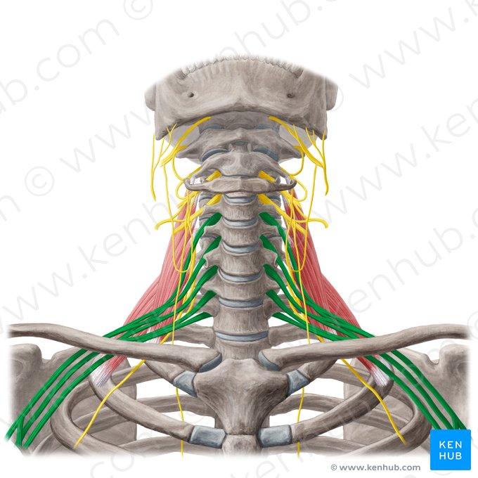 Brachial plexus (Plexus brachialis); Image: Yousun Koh