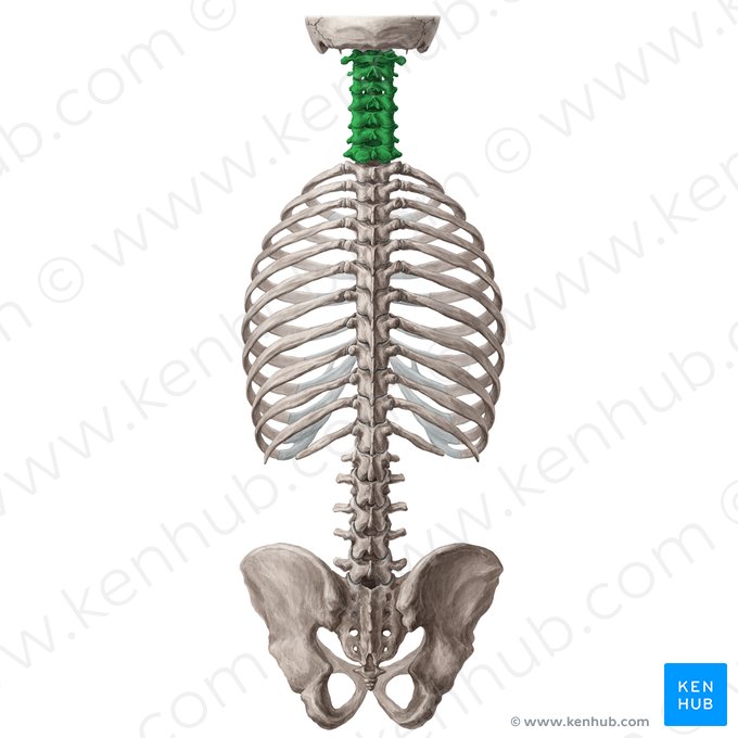 Vértebras cervicales (Vertebrae cervicales); Imagen: Yousun Koh