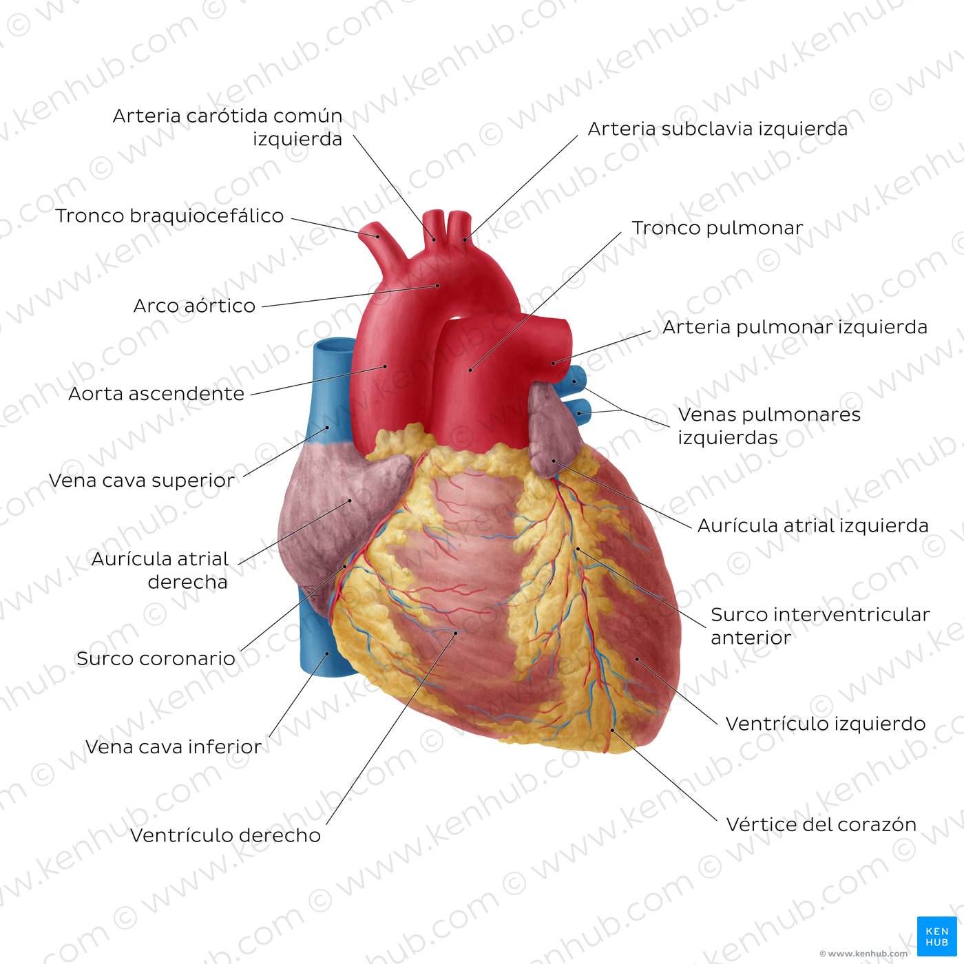 Diagrama del corazón rotulado que muestra al corazón desde una perspectiva anterior