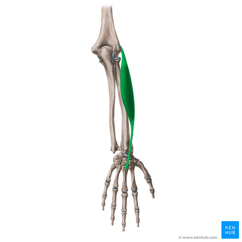 Músculo extensor radial curto do carpo - vista posterior (verde)