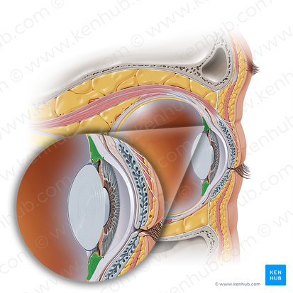 Corpo ciliar (Corpus ciliare); Imagem: Paul Kim