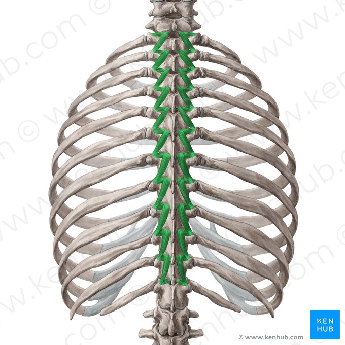 Músculos rotadores curto e longo (Musculi rotatores breves et longi); Imagem: Yousun Koh