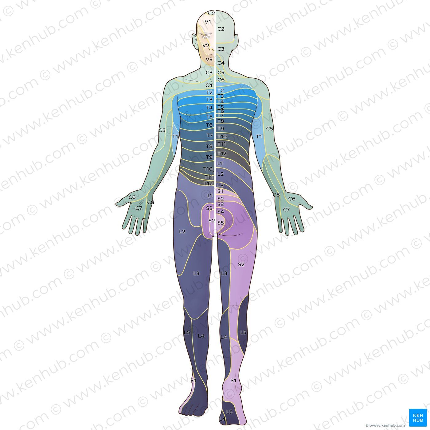 Overview of the organization of the Foerster dermatome map