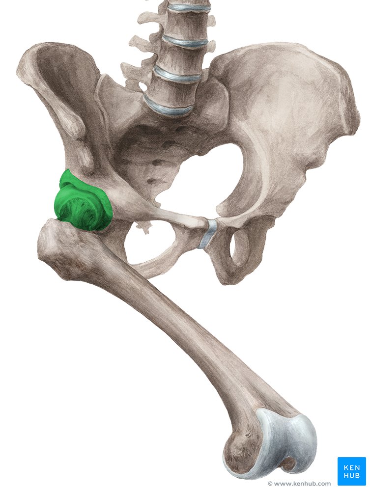 Hip joint (Articulatio coxae)