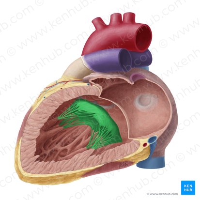 Left atrioventricular valve (Valva atrioventricularis sinistra); Image: Yousun Koh
