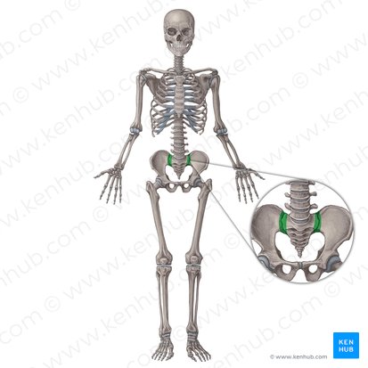 Articulação sacroilíaca (Articulatio sacroiliaca); Imagem: Irina Münstermann