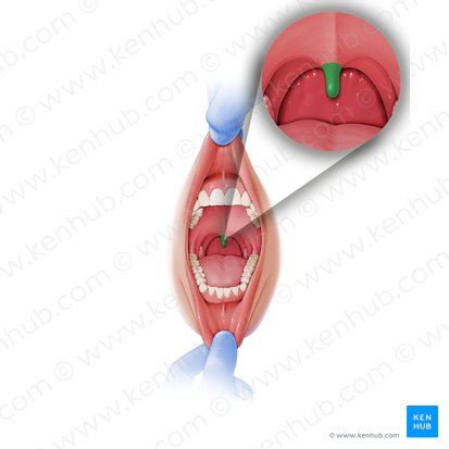 Uvula of palate (Uvula palatina); Image: Paul Kim