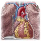 Cardiovascular system