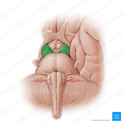 Pedúnculo cerebral (Pedunculus cerebri); Imagen: Paul Kim