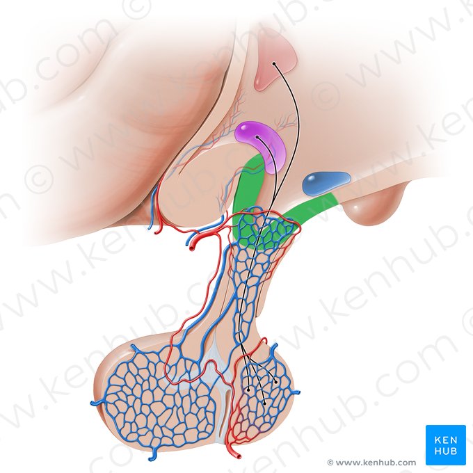 Eminência mediana do hipotálamo (Eminentia mediana hypothalami); Imagem: Paul Kim