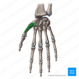 Músculo oponente do polegar (Musculus opponens pollicis); Imagem: Yousun Koh