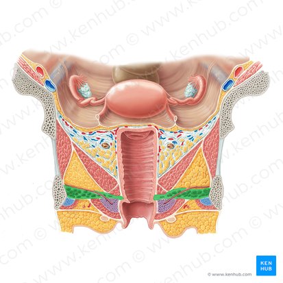 Musculus transversus profundus perinei (femininus) (Tiefer querer Dammmuskel der Frau); Bild: Samantha Zimmerman