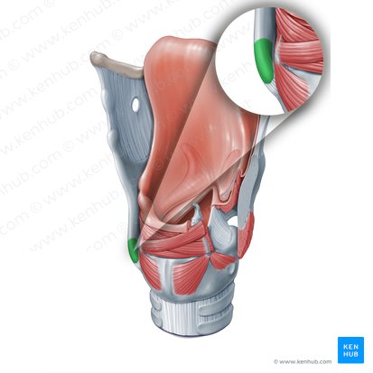 Asta inferior del cartílago tiroides (Cornu inferius cartilaginis thyroideae); Imagen: Paul Kim