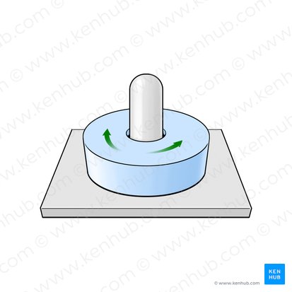 Pivot joint (Articulatio trochoidea); Image: Paul Kim