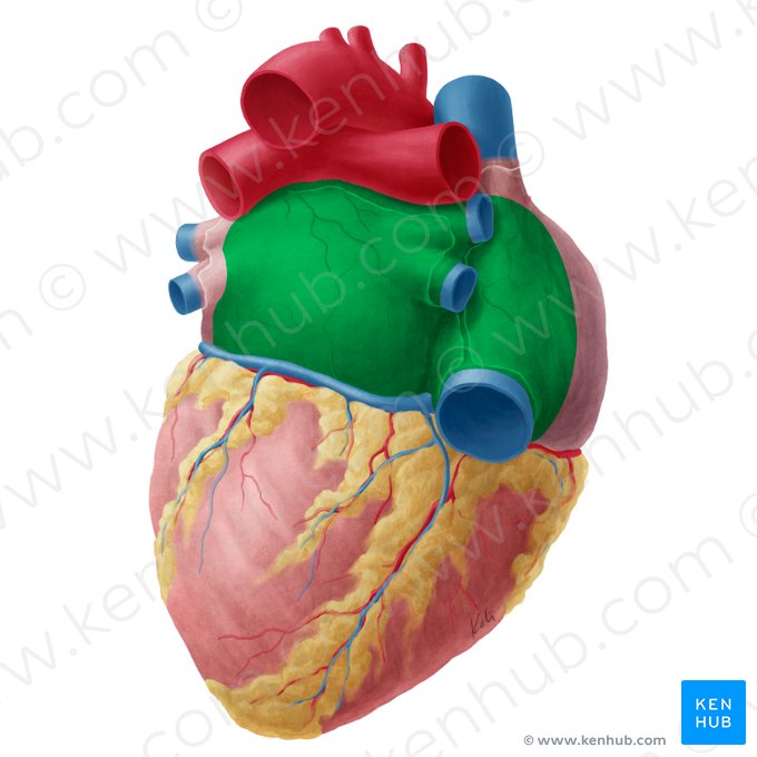 Base do coração (Basis cordis); Imagem: Yousun Koh