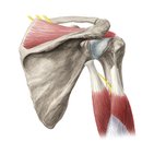 Nervus radialis