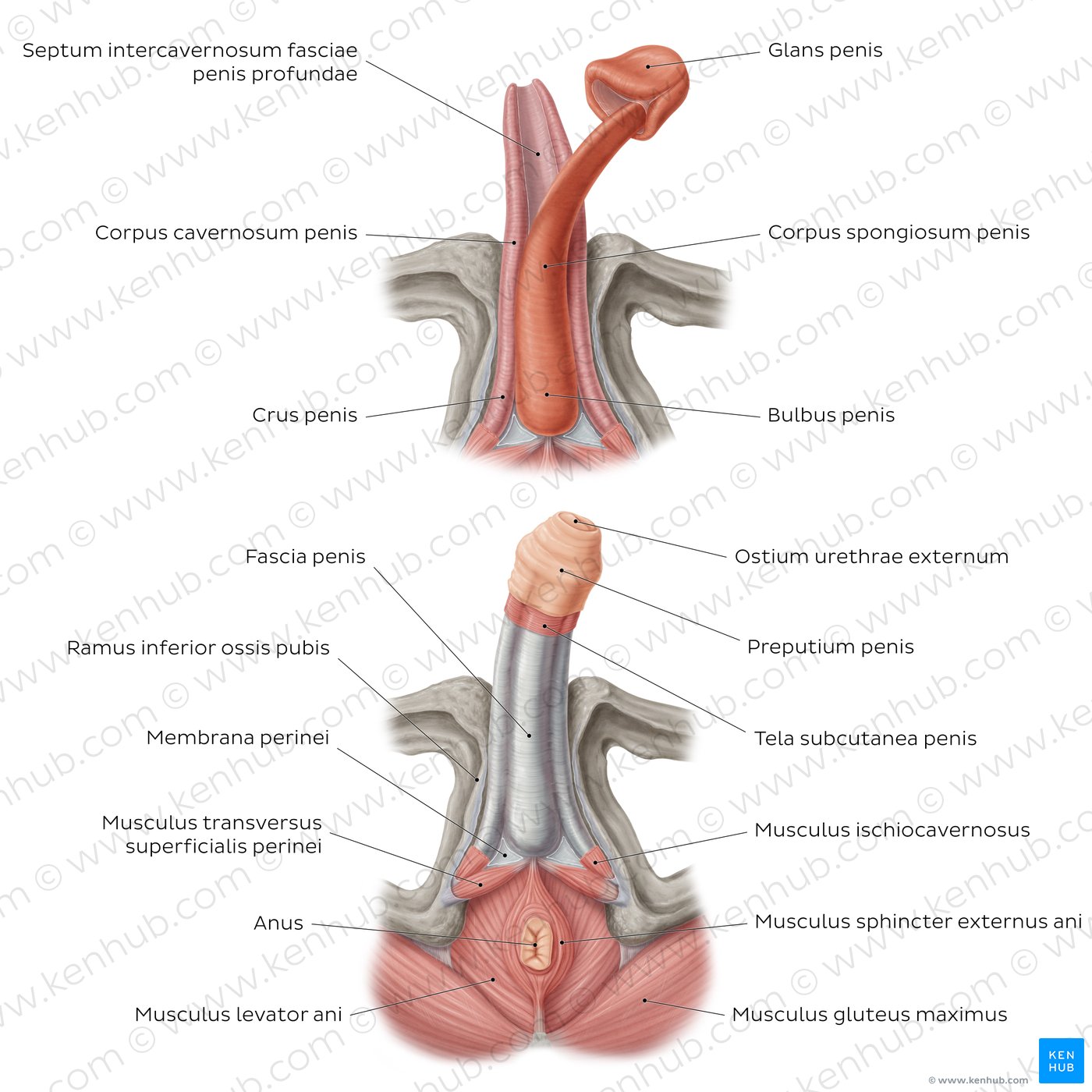 Aufbau des Penis aus inferiorer Ansicht