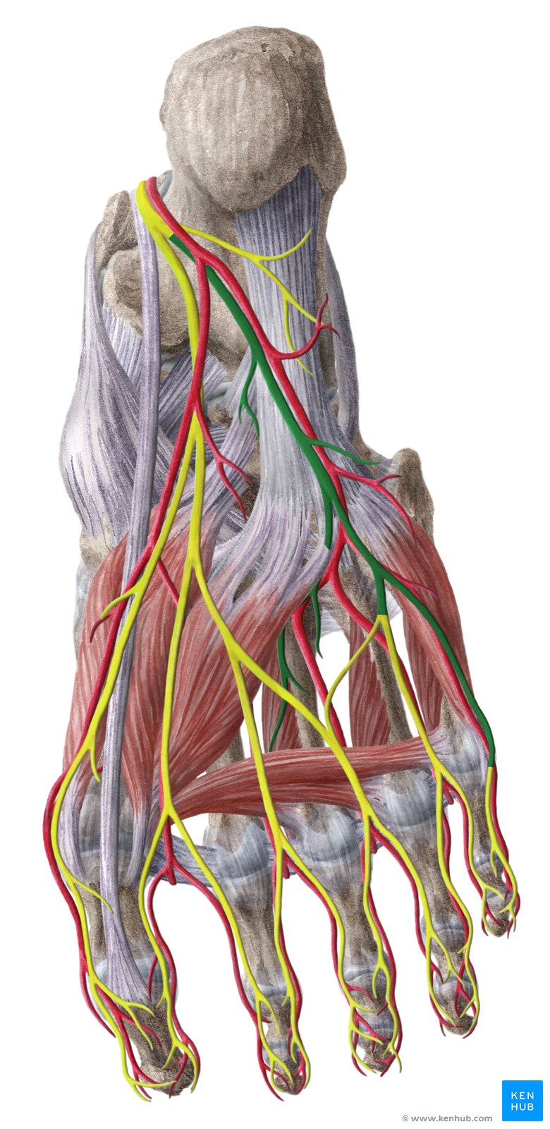 Lateral plantar nerve - inferior view