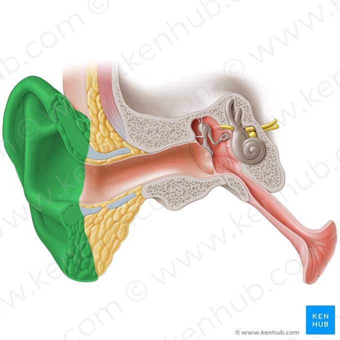 Auricle of ear (Auricula auris); Image: Paul Kim