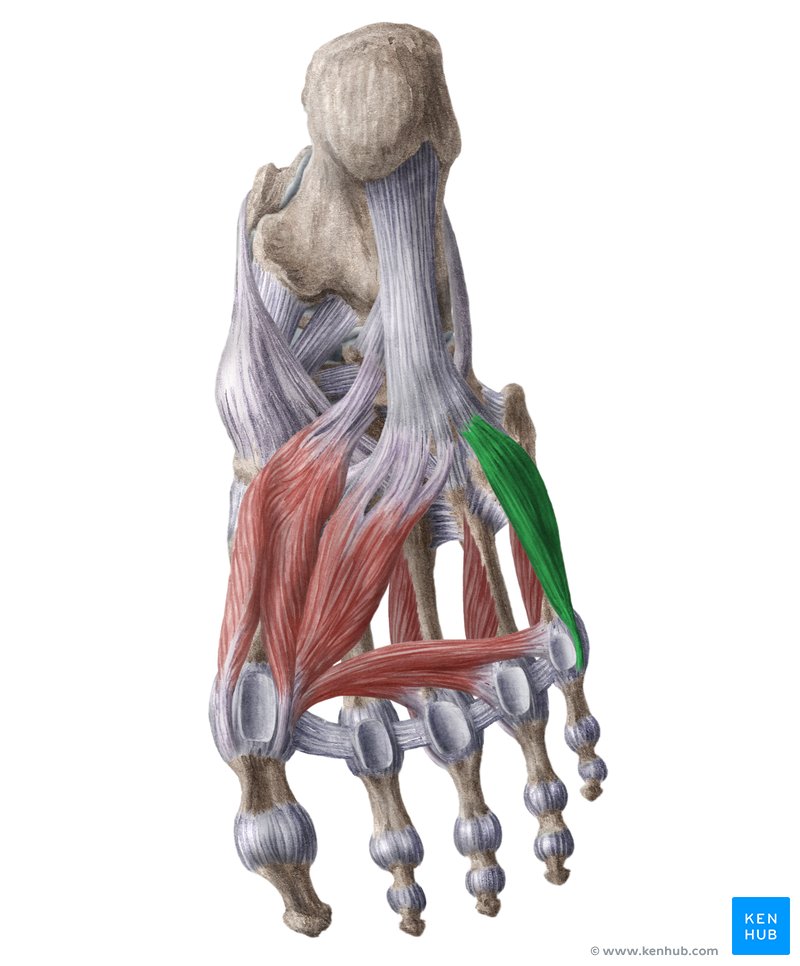 Flexor digiti minimi brevis muscle of the foot (musculus flexor digiti minimi brevis pedis)