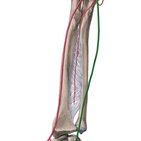 Ulnar artery