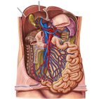 Arteries and veins of the small intestine